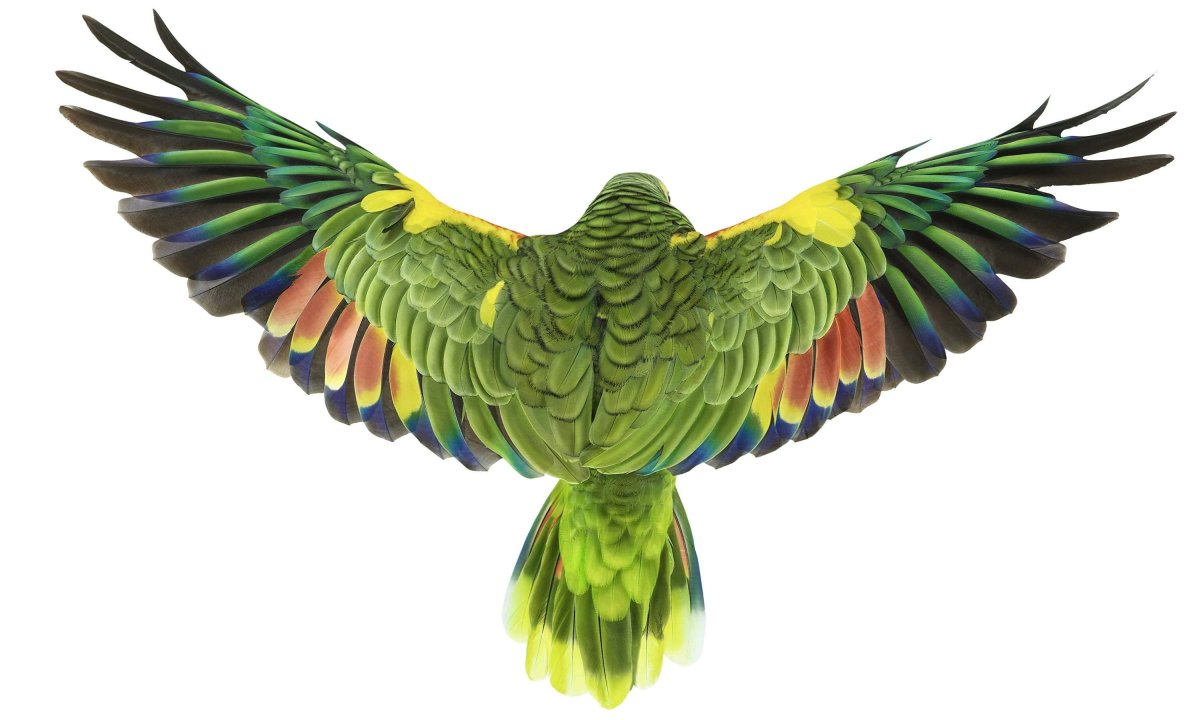 Амазон попугай