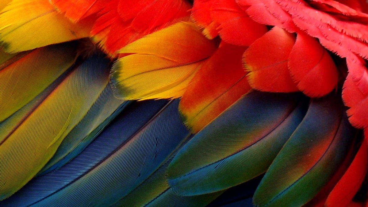 Птица с яркими перьями