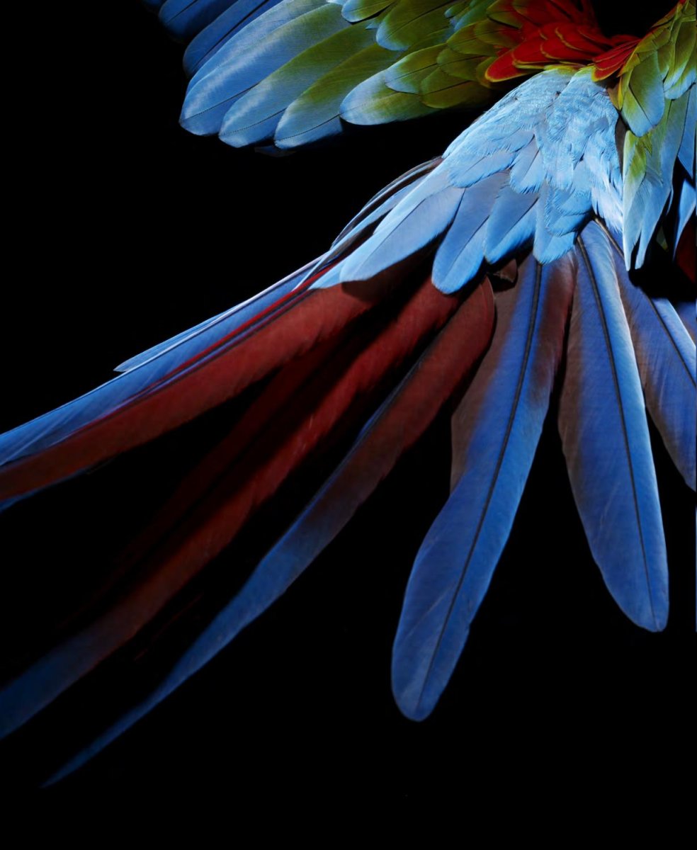 Крыло попугая ара