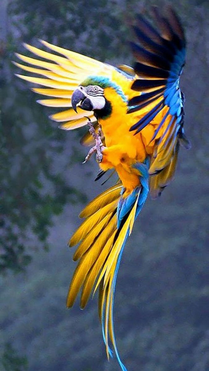 Крылья попугая