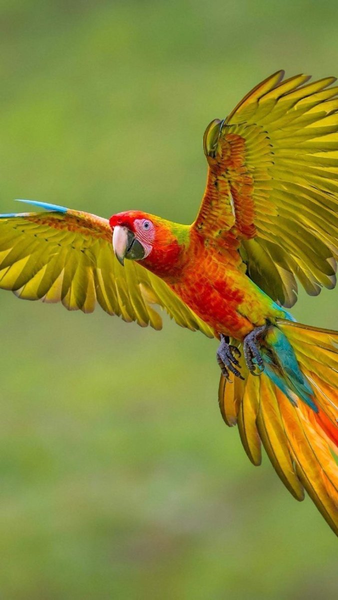 Попугай ара полет