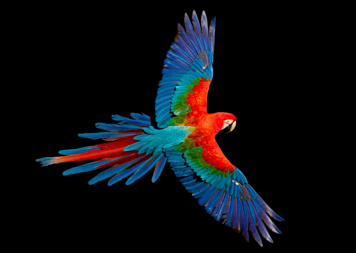 Попугай цветной