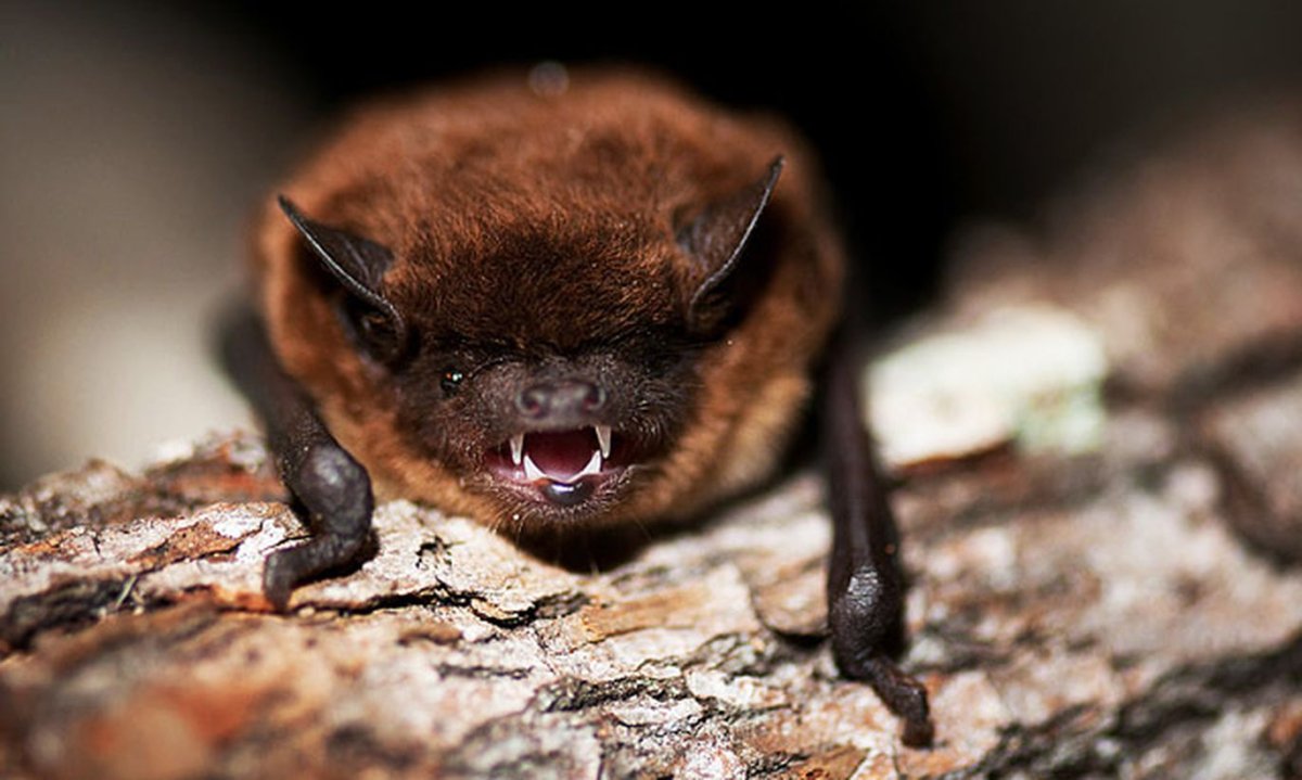 Летучая мышь нетопырь