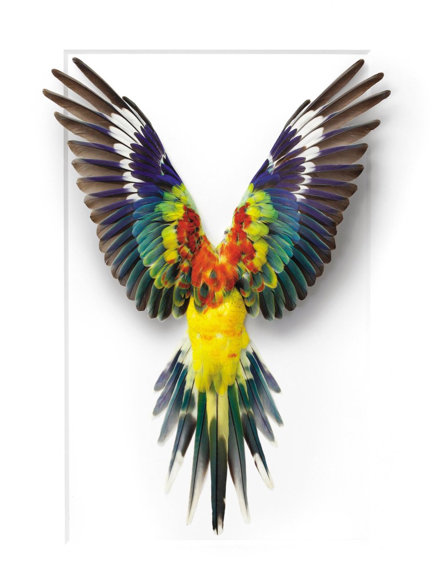 Разноцветные Крылья