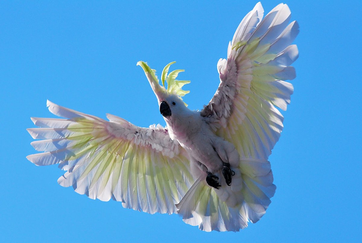 Попугай в полете