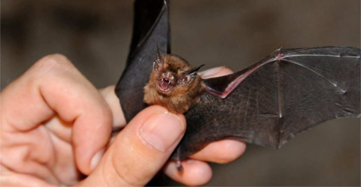 Свиноносая летучая мышь Китти