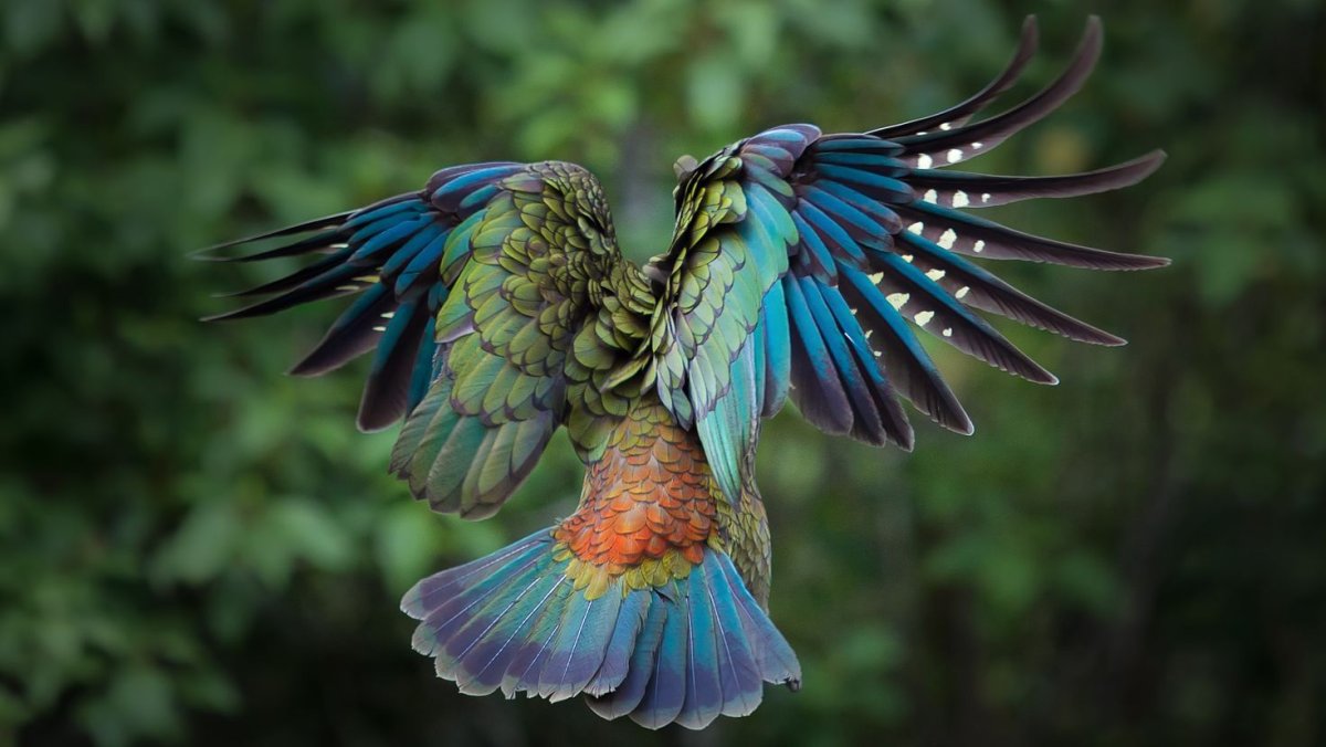 Попугай Кеа новая Зеландия