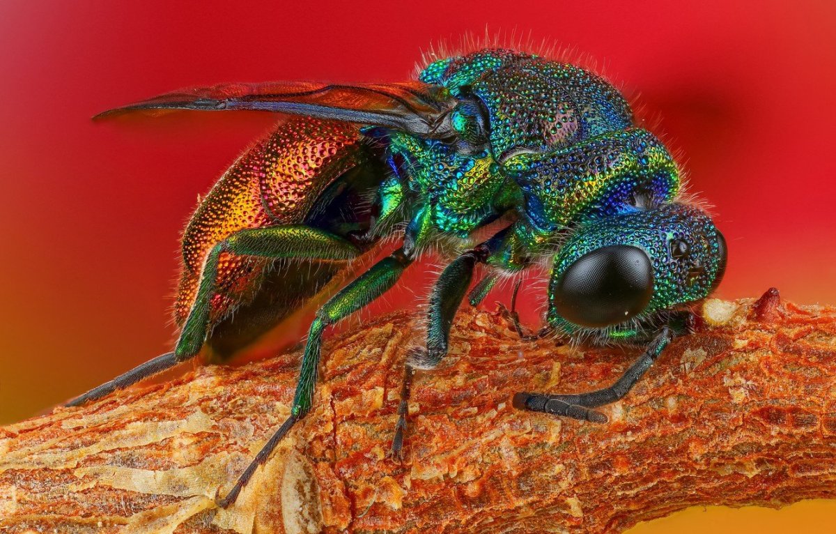 Оса блестянка макро