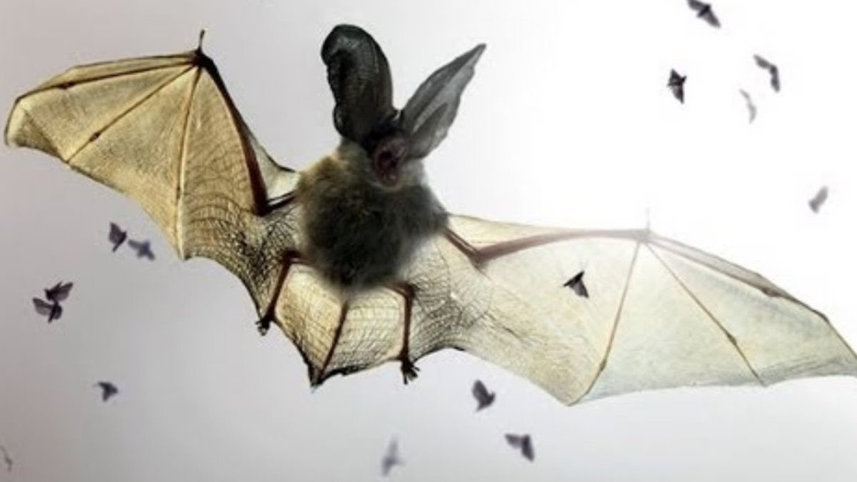 Ночница Наттерера