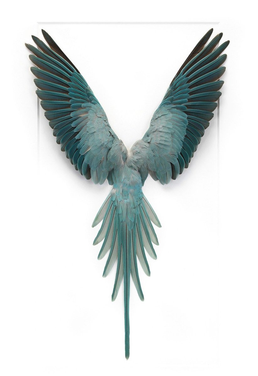 Птица с расправленными крыльями