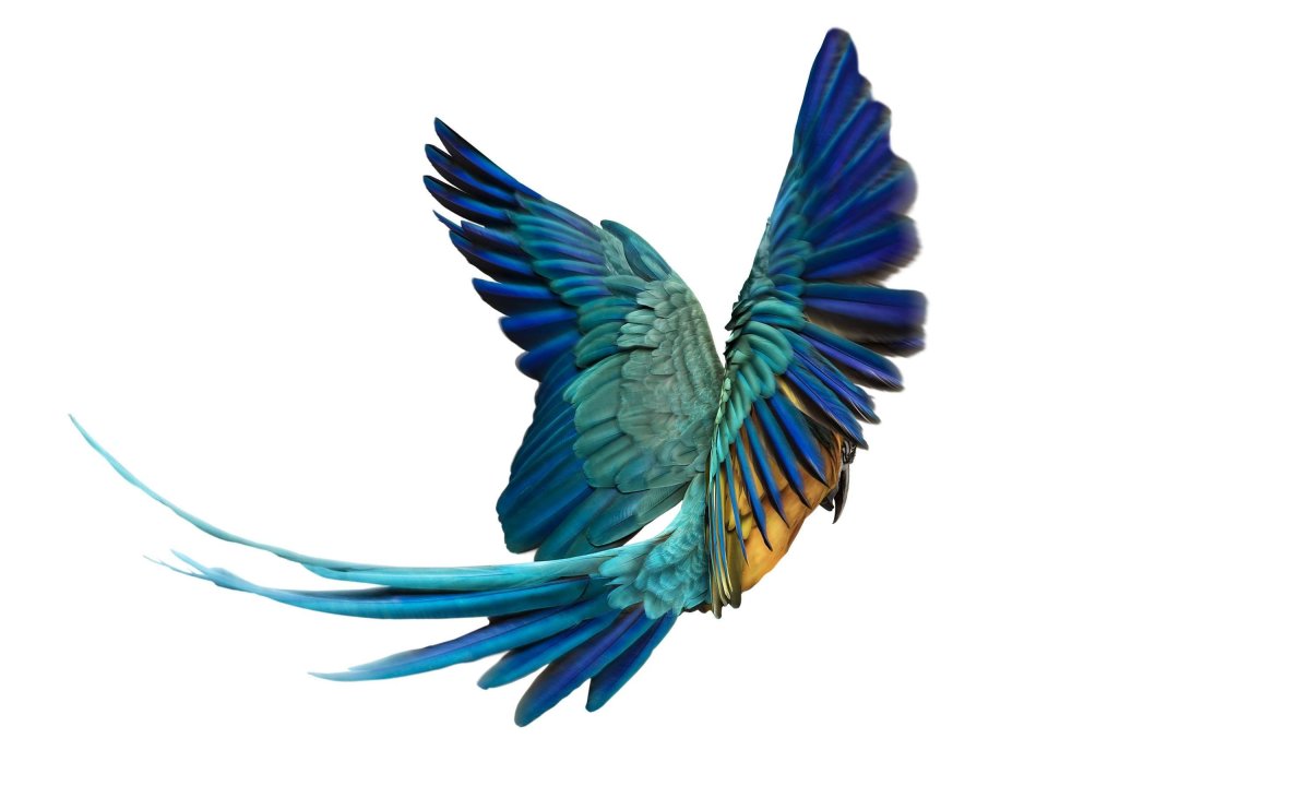 Крылья попугая
