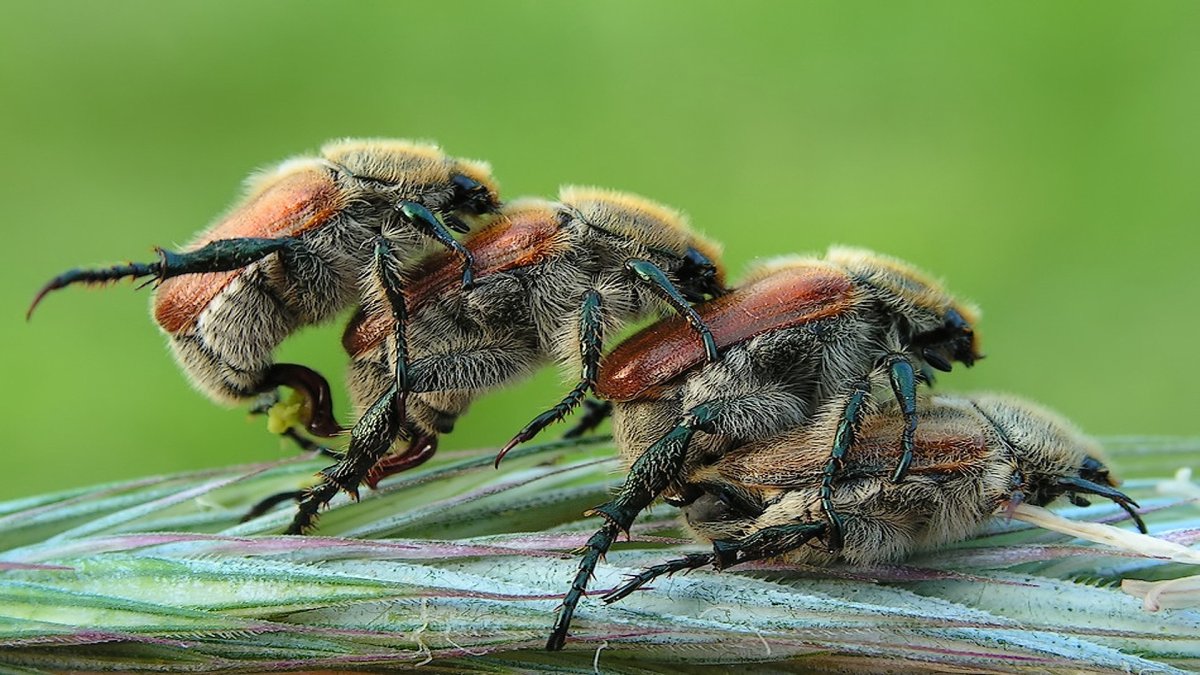 Майский Жук спаривание