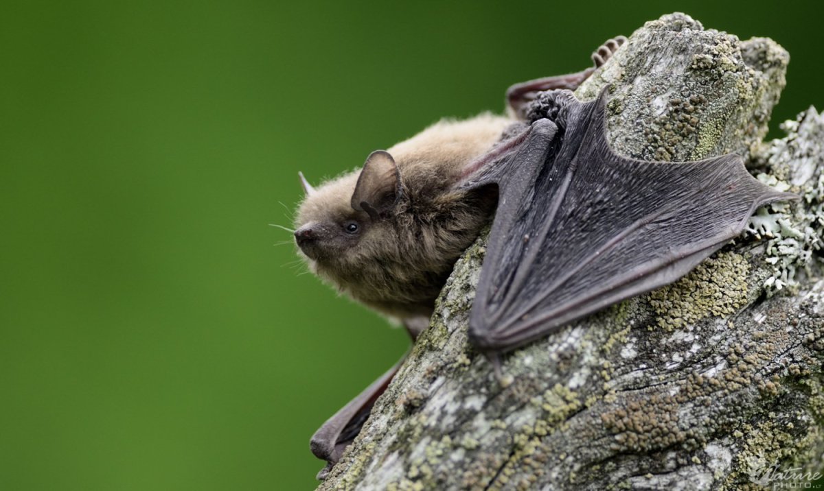 Нетопырь Лесной (pipistrellus nathusii)