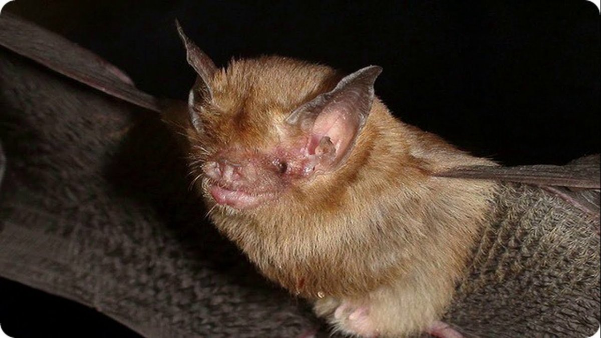 Свиноносая летучая мышь