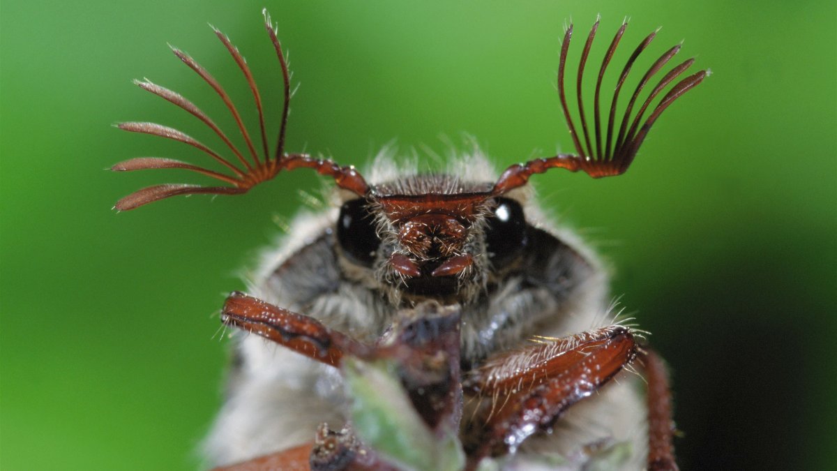 Майский Жук с усиками