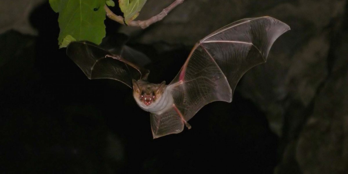 Гигантская вереница летучая мыш