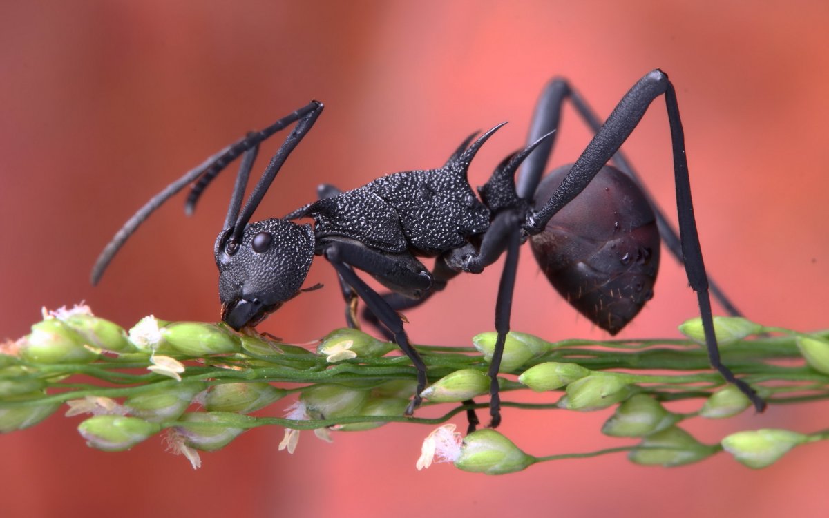 Муравей на травинке