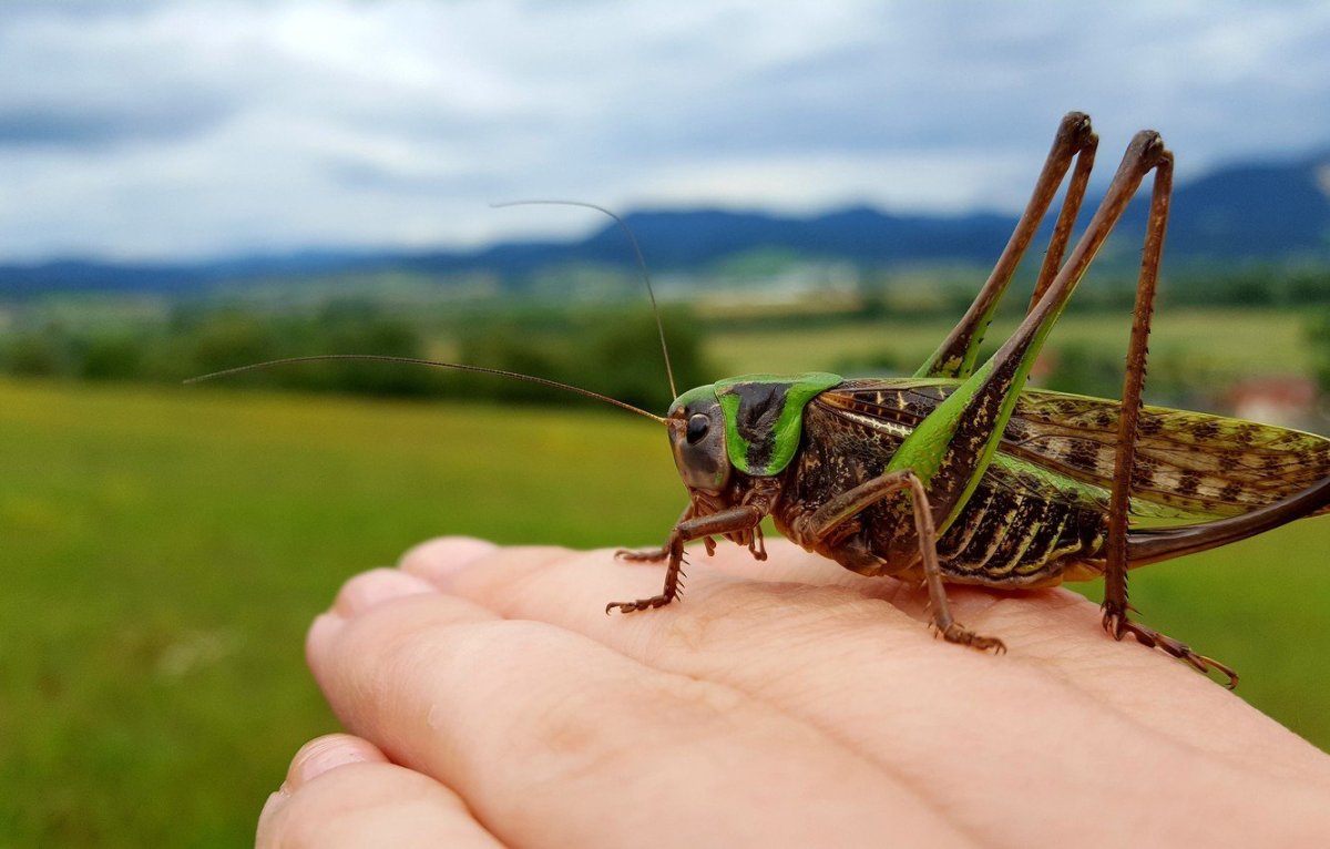 Много кузнечиков