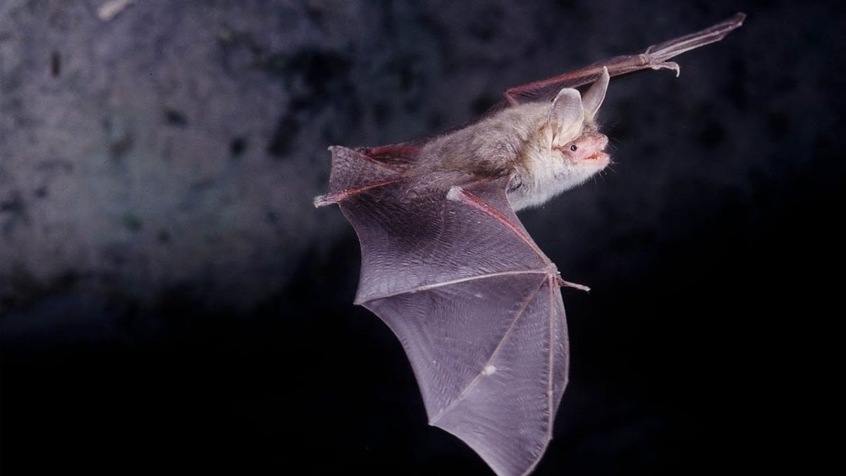 Летучая мышь висит