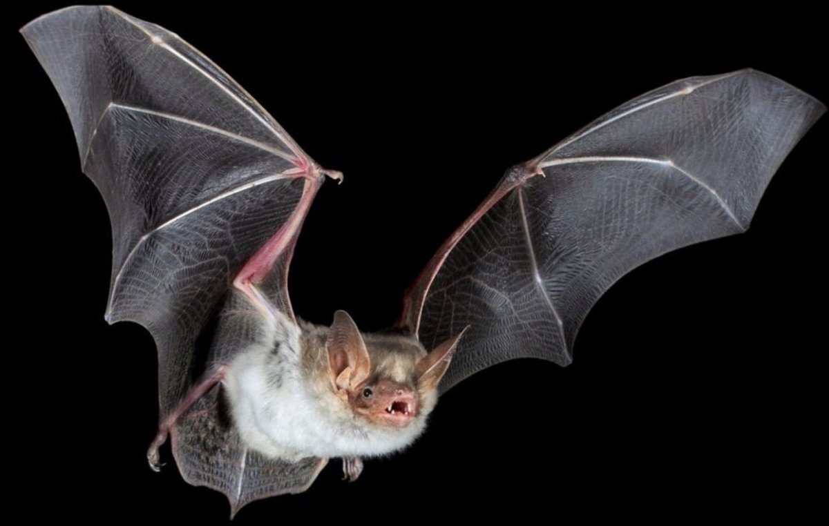 Летучая мышь на черном фоне