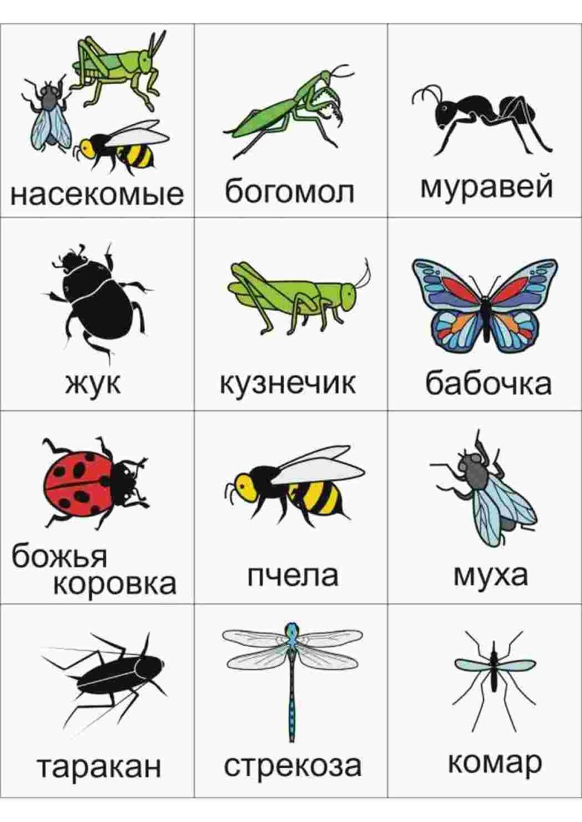 Жужелица Крымская презентация