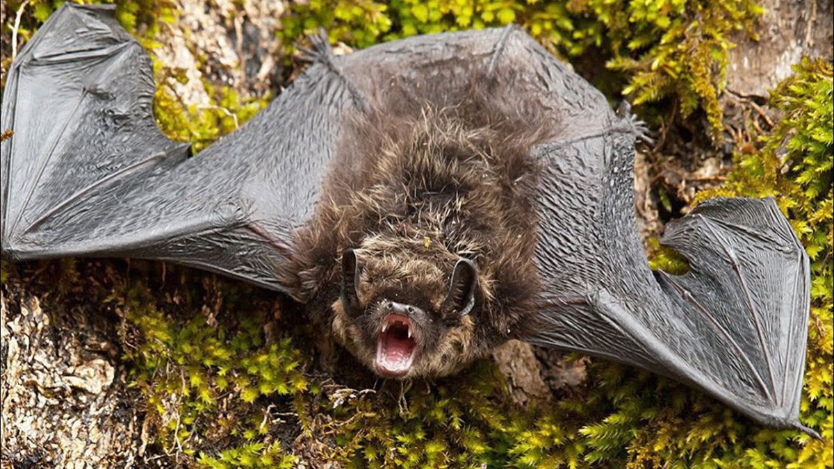 Усатая ночница Myotis mystacinus