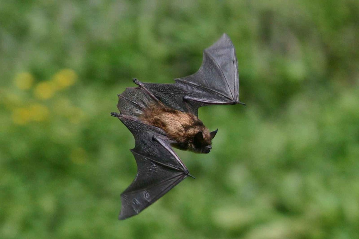 Летучая кошка