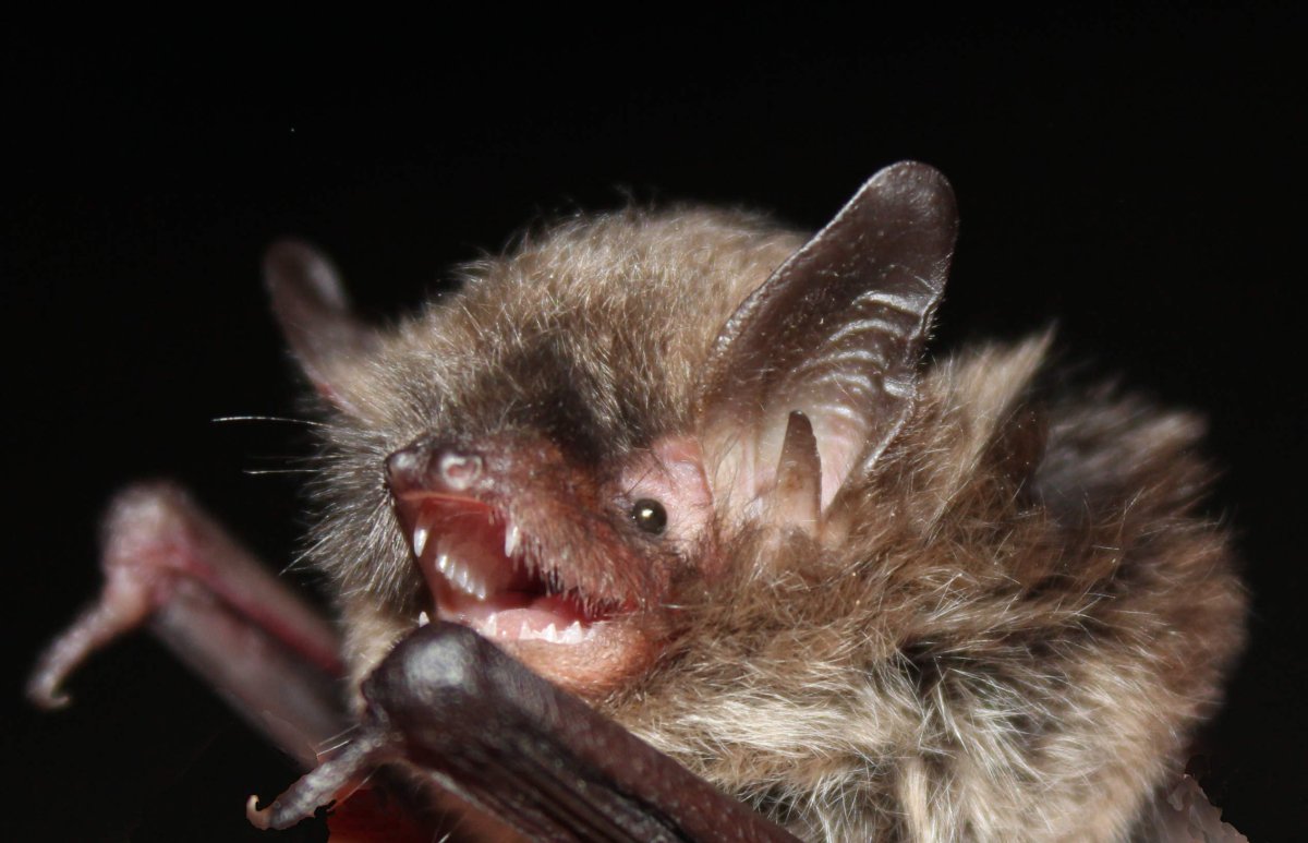 Ночница Брандта (Myotis brandtii (Eversmann, 1845))
