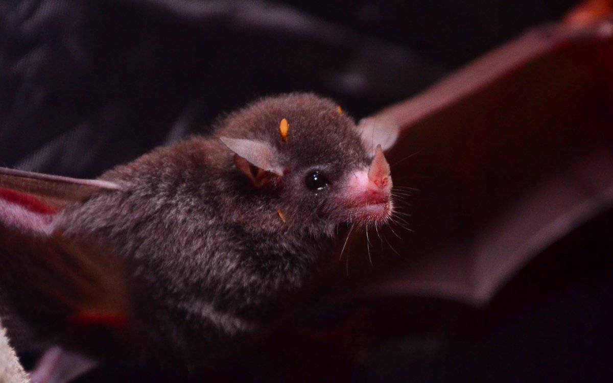 Мышь португальская