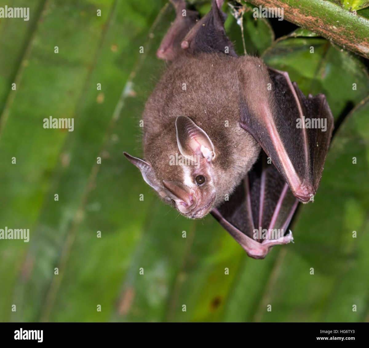 Пегий выростогуб