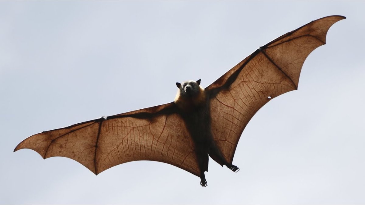 Нургуш летучая мышь