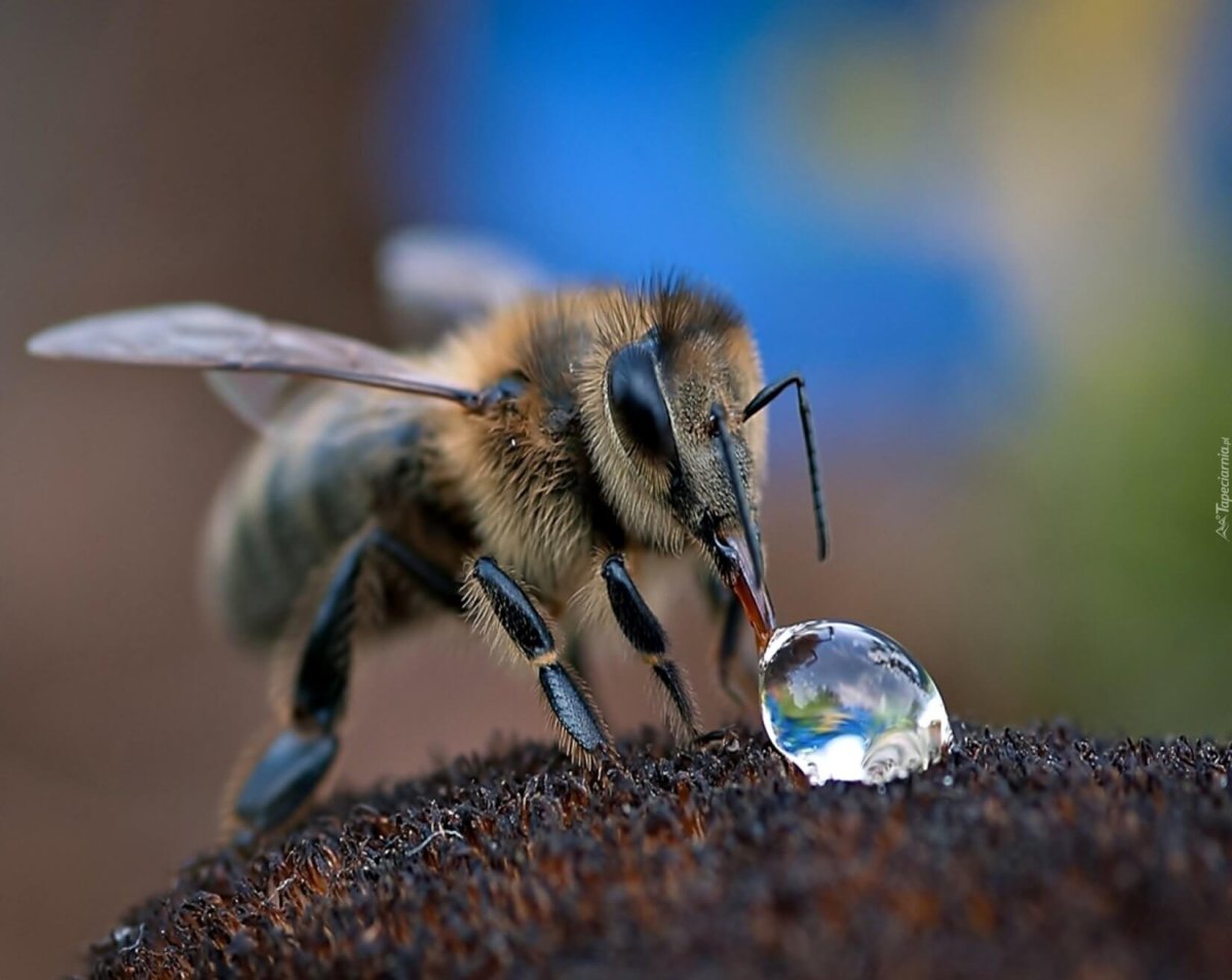 Богомол обыкновенный