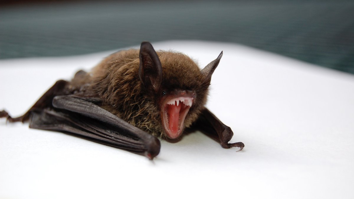 Myotis lucifugus