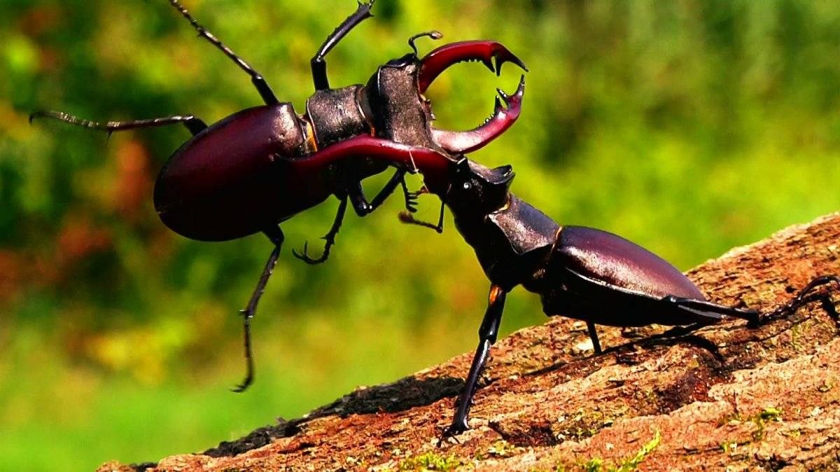 Животные и насекомые