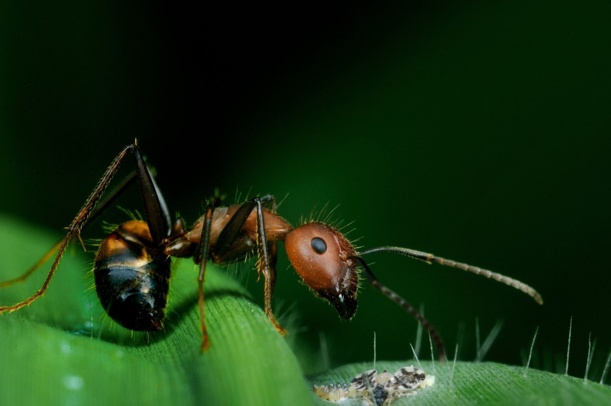 Насекомые макро
