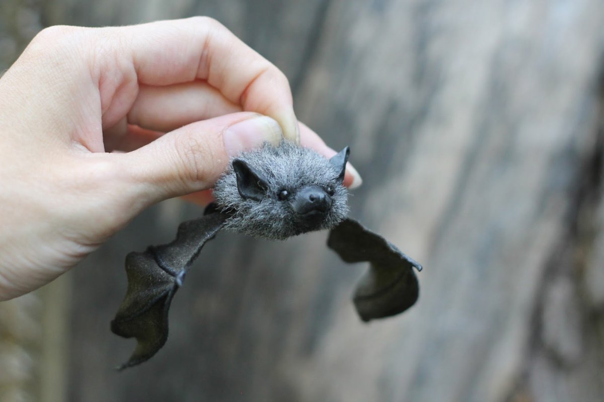 Свиноносая летучая мышь Китти