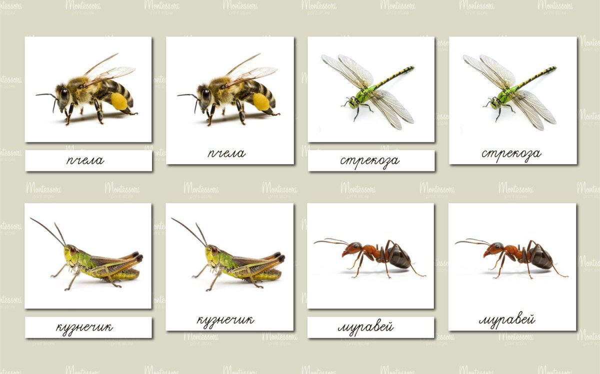 Членистоногие Стрекоза