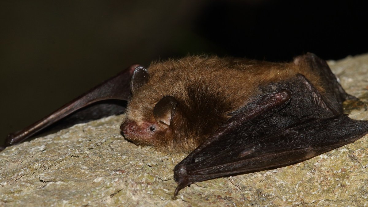 Летучая мышь ночница
