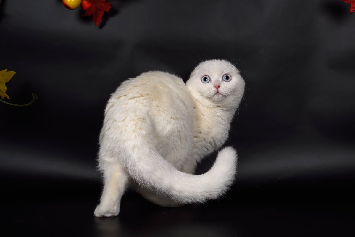 Шотландская вислоухая кошка белая
