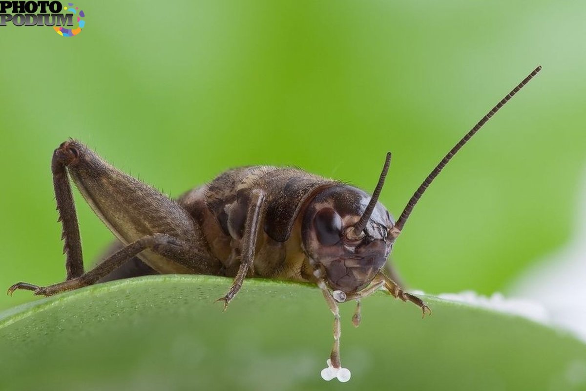 Жужелица Янковского