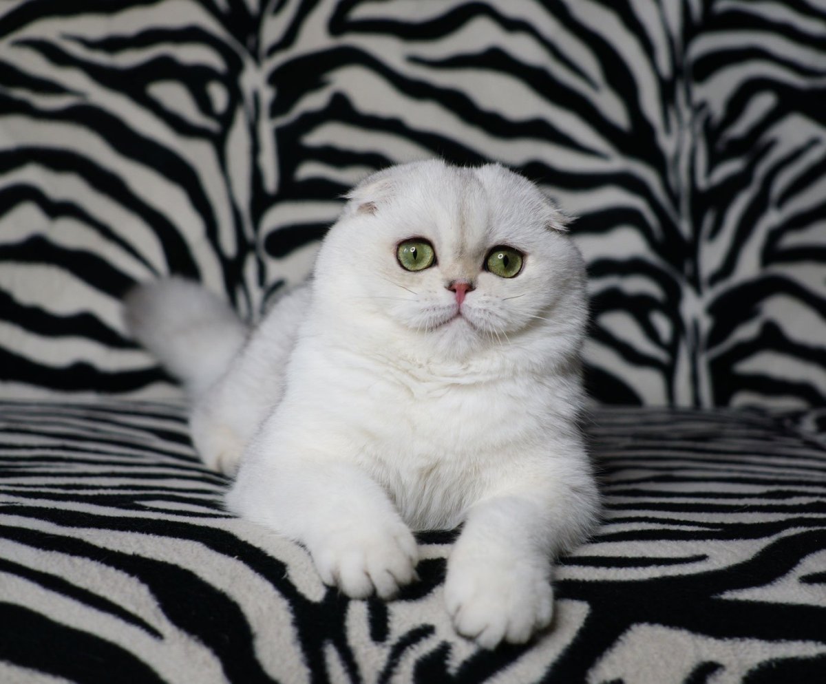 Шотландская скотишфолд белая