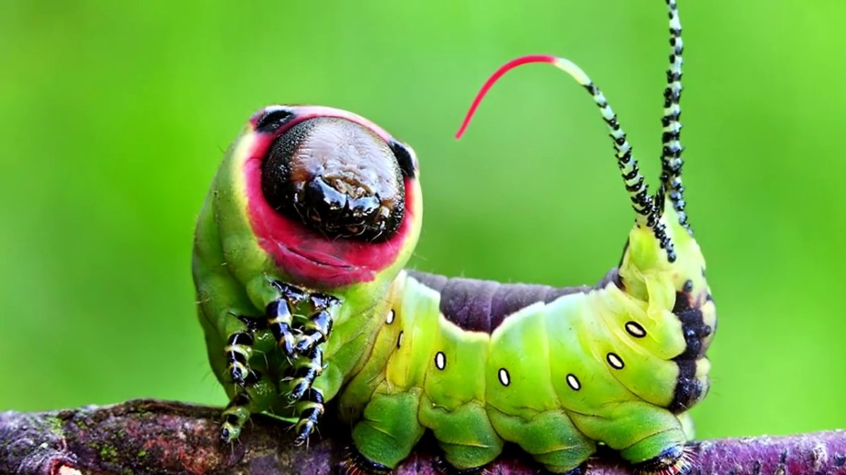 Гусеница Cerura vinula бабочка