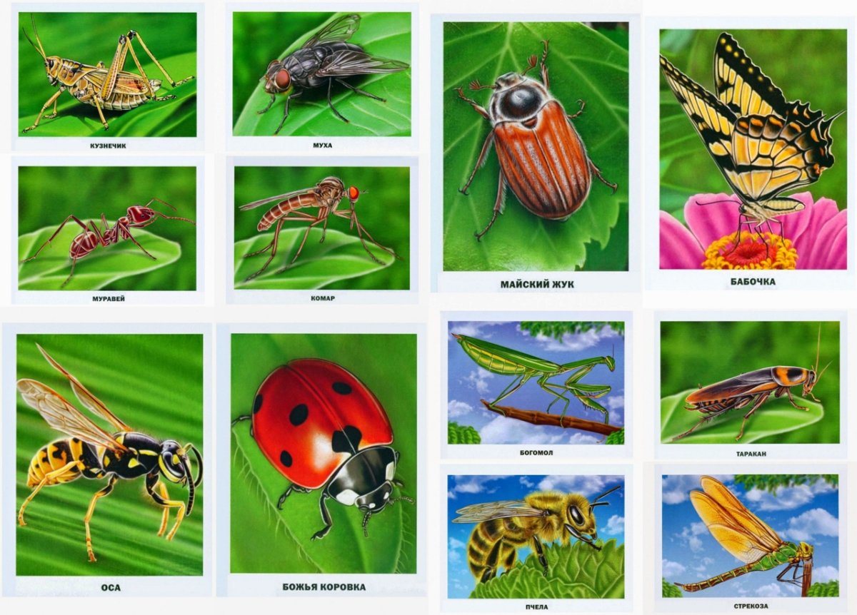 Тематическое пособие насекомые
