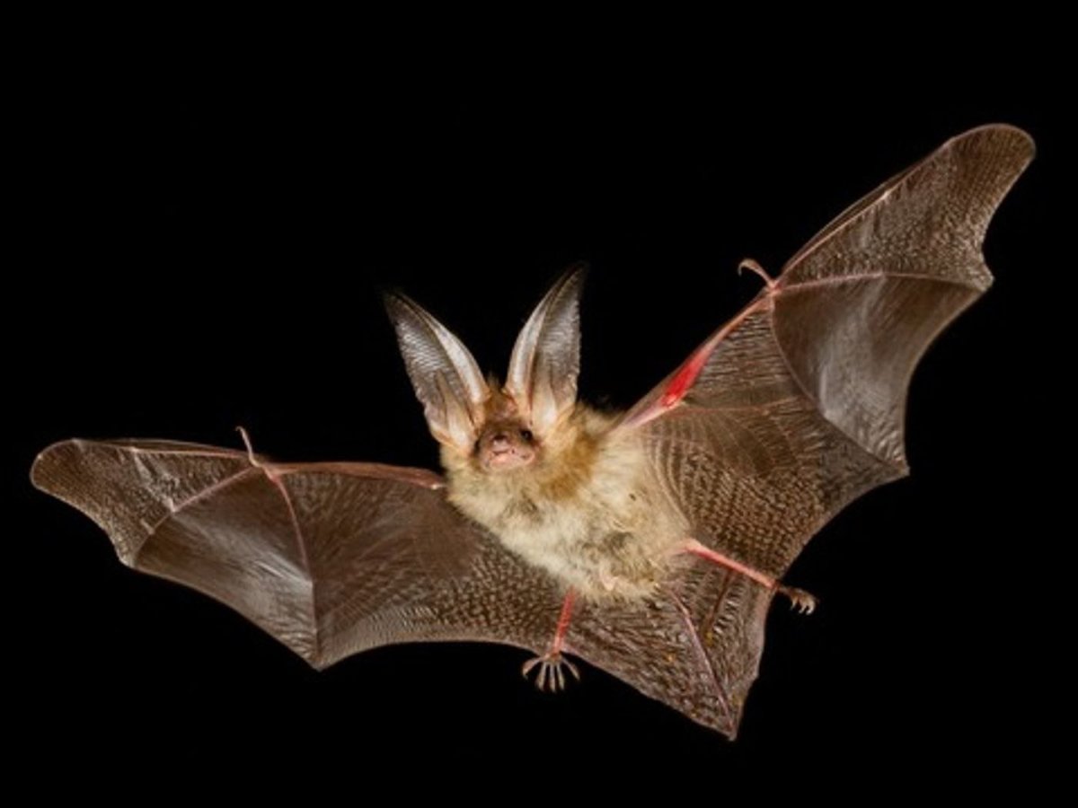Рукокрылые ушан