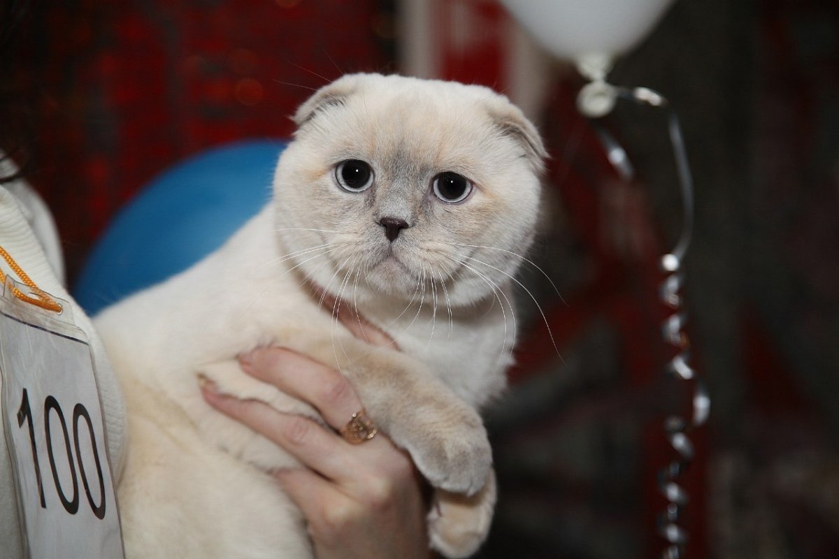 Бело коричневая вислоухая кошка