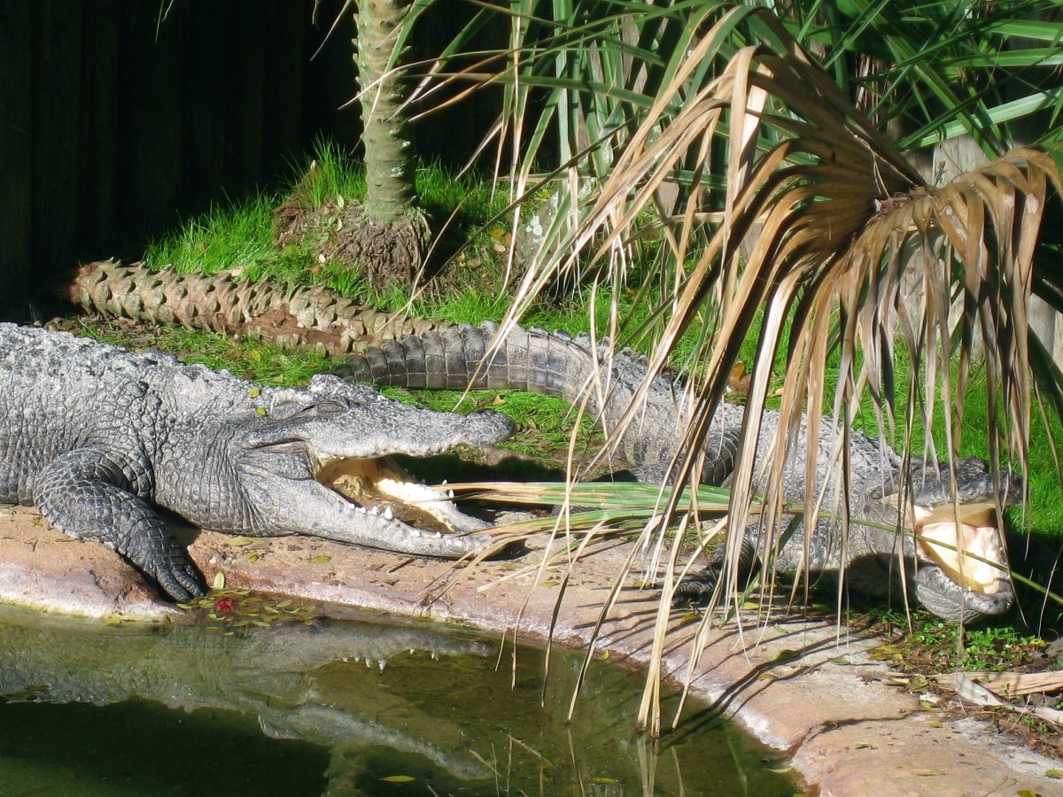 Аллигатор Сатурн Московский зоопарк