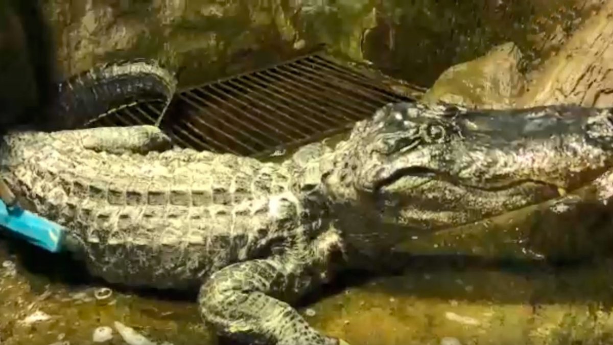 Аллигатор Сатурн Московский зоопарк