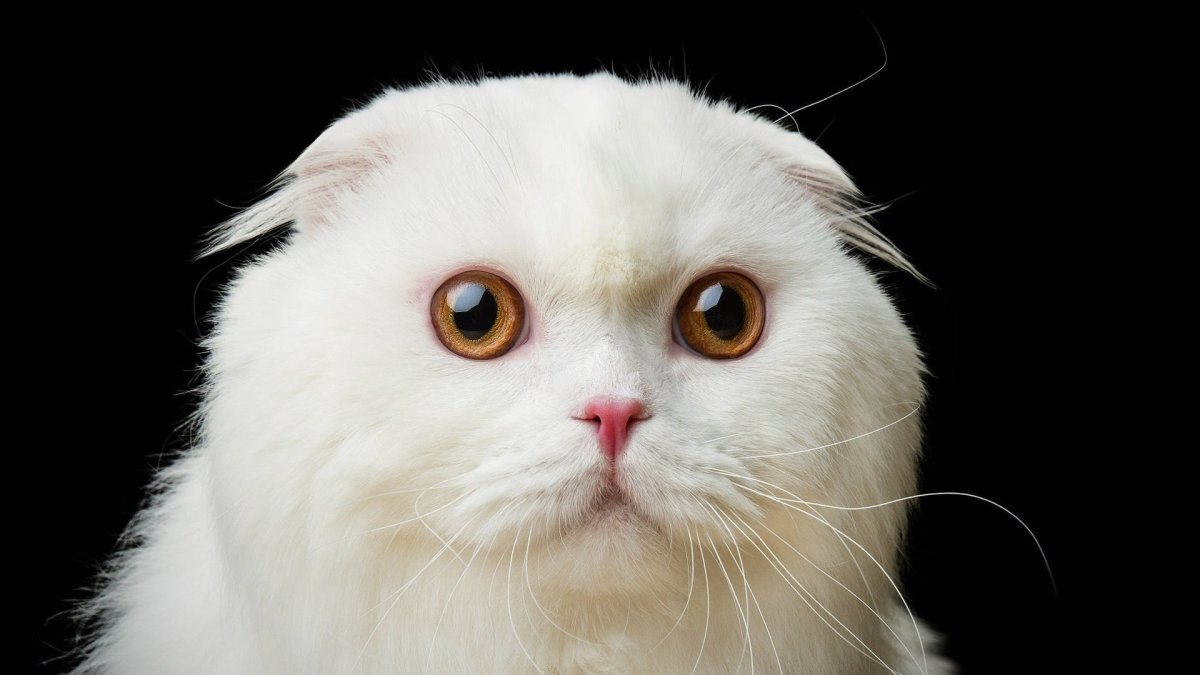 Вислоухий шотландец белый