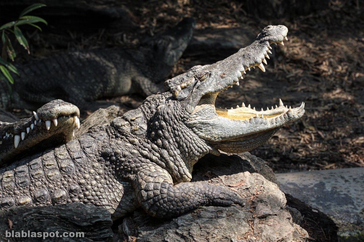 • Новогвинейский крокодил Crocodylus novaeguineae