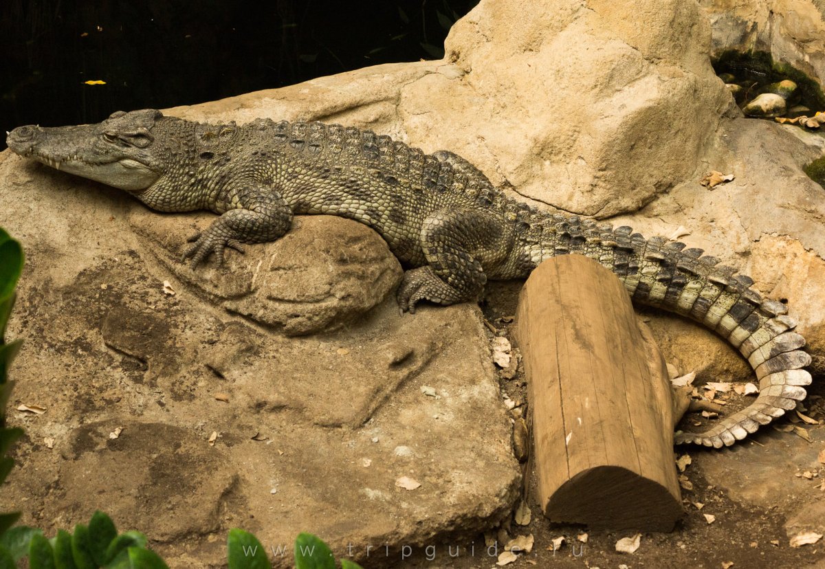 Нильский крокодил в Московском зоопарке